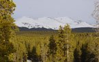 snow-capped mountains behind a forest of tall trees under a clear sky