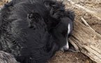 Sleeping black dog curled up on a log outdoors