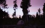 Tent set up among tall trees under a dark sky at night during new moon