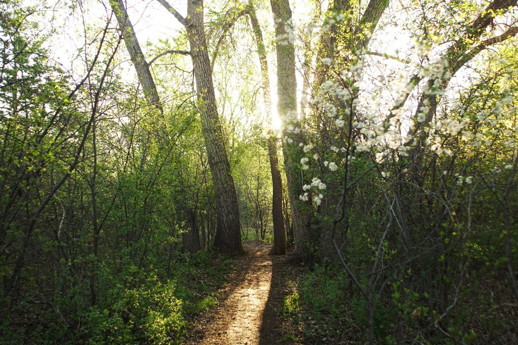 Sunlight filtering through tall trees onto a narrow dirt path surrounded by green leafy bushes and white blossoms