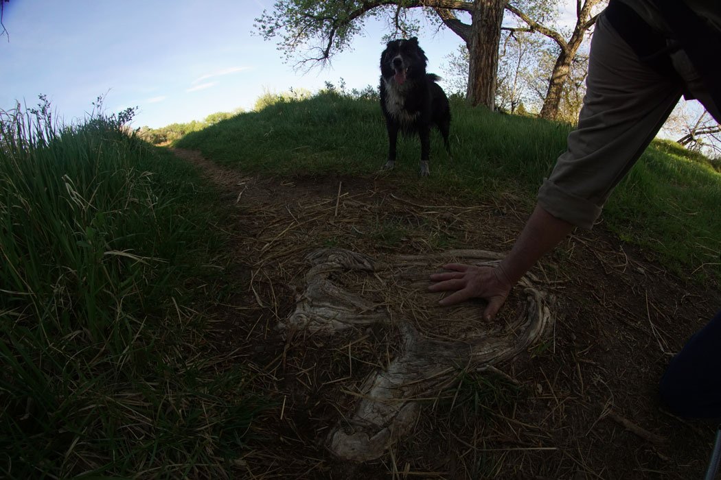 Person touching a carved shape in the ground with a black and white dog standing nearby on a grassy path beneath trees