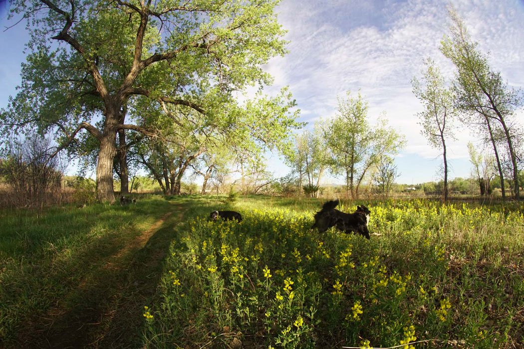 Two dogs playing in a sunlit field of yellow wildflowers near green-leafed cottonwood trees beneath a partly cloudy sky