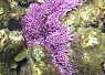 A vibrant purple starfish resting on a coral reef in clear tropical water