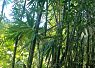 Sunlight filtering through dense green foliage and tall trees in a tropical forest