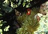 A vibrant underwater scene featuring a small clownfish nestled among green sea anemone tentacles on a coral reef