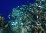 Underwater view of a coral reef with diverse coral formations illuminated in clear blue water