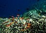 Colorful coral reef underwater with a variety of small fish swimming above it