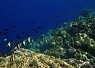 Underwater scene with a coral reef teeming with fish, illuminated by sunlight filtering through clear water