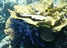Brightly colored coral reef with a variety of corals and a small orange clownfish nestled among them