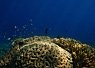 Underwater coral reef with a variety of small fish swimming above it in clear blue water