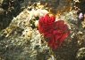 Bright red coral attached to a rocky reef under clear water