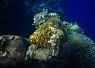 Brightly colored coral formations on a reef surrounded by rocky seabed under deep blue water