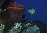 Bright orange clownfish swimming near a coral reef with dark blue water in the background