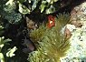 A clownfish partially hidden among colorful coral and sea anemone underwater