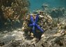 Scuba diver exploring a vibrant coral reef underwater with clear blue water surrounding