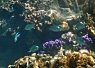 A vibrant coral reef underwater with colorful clownfish swimming among the corals