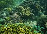 Colorful coral reef teeming with various fish swimming among vibrant corals under clear water