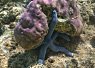 small octopus camouflaged on rocky coral reef underwater