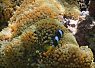 Colorful clownfish nestled within the tentacles of a sea anemone surrounded by coral