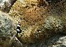 small clownfish near the coral reef with a textured rocky background under water