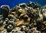 Colorful coral reef with various coral formations and a small clownfish nestled among the corals