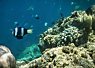 Colorful coral reef with various fish, including a black and white striped fish swimming near the corals under clear blue water