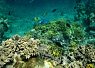 Underwater scene showing a vibrant coral reef with various corals and a brightly colored clownfish swimming among them