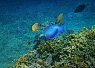 Vibrant coral reef with various colorful fish swimming above and around it in clear blue water