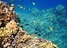 Colorful coral reef with small tropical fish swimming above the seabed in clear blue water