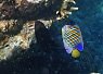 Brightly colored clownfish swimming near coral in clear equatorial sea water