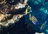 a vibrant yellow and blue striped fish swimming near a coral reef with textured rock formations in the background