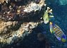 Colorful tropical fish swimming near coral reefs with sunlight filtering through the water