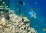 Colorful tropical fish swimming near a coral reef in clear blue water