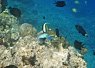 Colorful coral reef with various fish swimming above, including a prominent blue fish in the center