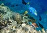 Clownfish swimming among coral and rocks in a clear tropical sea with a blue background