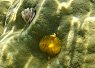 A small brightly colored clownfish nestled among green coral with intricate textures and patterns