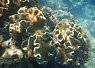 Brightly colored coral formations underwater with a small orange and white clownfish nestled among the coral branches