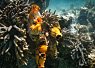 A bright orange clownfish swimming near colorful coral formations in a clear coral reef environment
