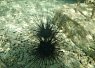 Black sea urchin resting on the sandy ocean floor with clear water revealing rocks and coral fragments nearby