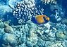 Colorful clownfish swimming near a coral reef with various underwater rocks and marine life