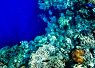 Colorful coral reef underwater with vibrant marine life and a clownfish among the corals