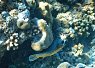 Two small clownfish swimming among diverse coral formations in clear tropical water