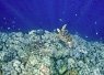 Underwater scene showing a coral reef with various types of coral and marine life against a deep blue background