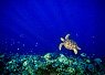 Sea turtle swimming above a colorful coral reef in deep blue water with small fish around