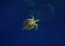 green sea turtle swimming underwater over a deep blue ocean background