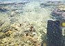Shallow clear water over a coral reef with patches of seaweed and rocky formations