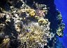 Close-up of a colorful coral reef with small fish swimming among the coral formations