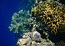 Colorful coral reef underwater with various corals and a few small fish swimming around