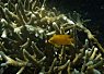 A small orange clownfish nestled among the branches of a coral reef in clear seawater