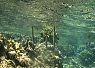 Underwater view of a coral reef with various corals and a small fish swimming near the surface
